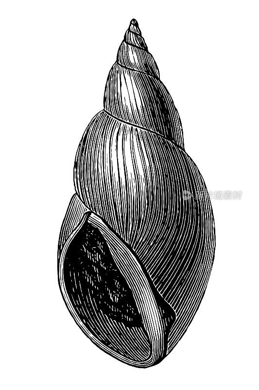 巨Physa Gigantea第三纪(新生代第一期)淡水肺化石